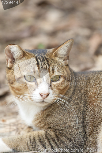 Image of A cat with sharp eyesight