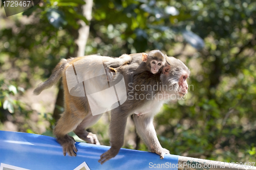 Image of Ape mother carrying baby in countryside 