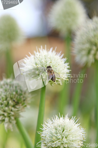 Image of Onion flowers with bee