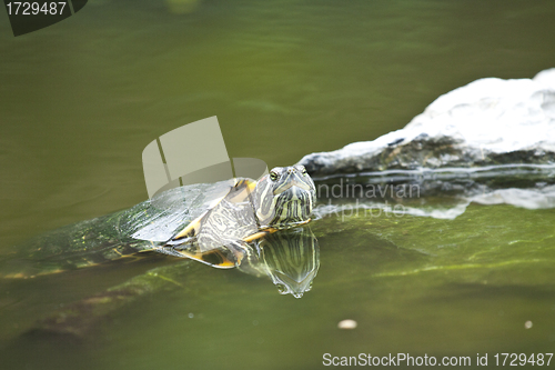 Image of Tortoise in water