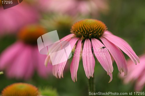 Image of Fly on pink flower