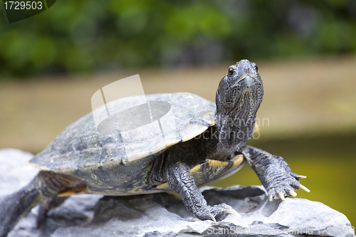 Image of Close-up of a tortoise 