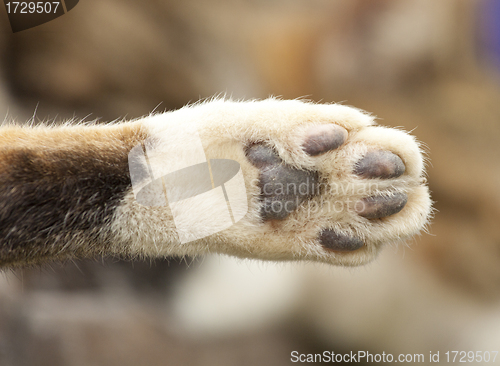 Image of Cat paw, close-up shot.