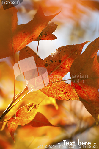 Image of Red leaves background