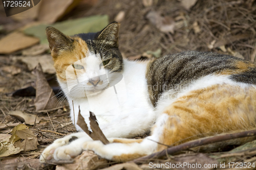 Image of Cat with sharp eyesight on the ground