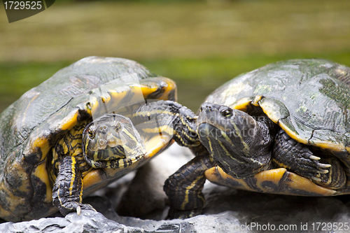 Image of Tortoises on stone