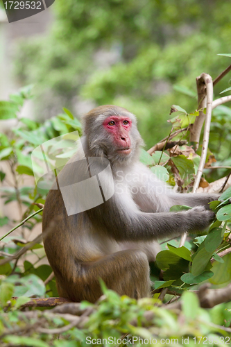 Image of Monkey ape eating the seeds