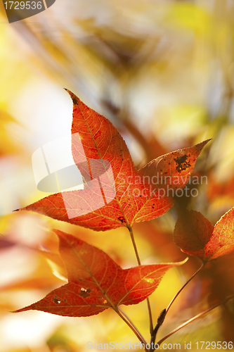 Image of Autumn red leaves background