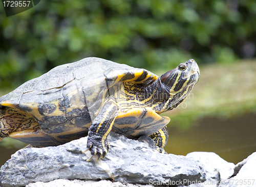 Image of Tortoise on stone taking rest