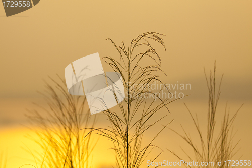Image of Sunset grasses