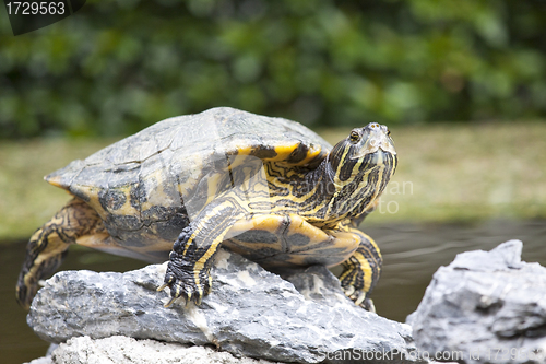 Image of Tortoise on stones