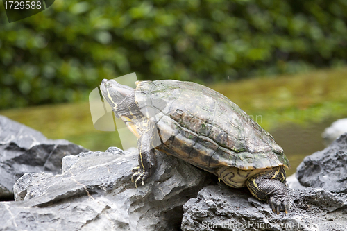 Image of Tortoise on stone