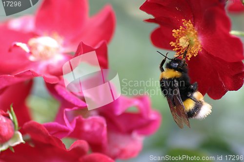 Image of Hanging bee