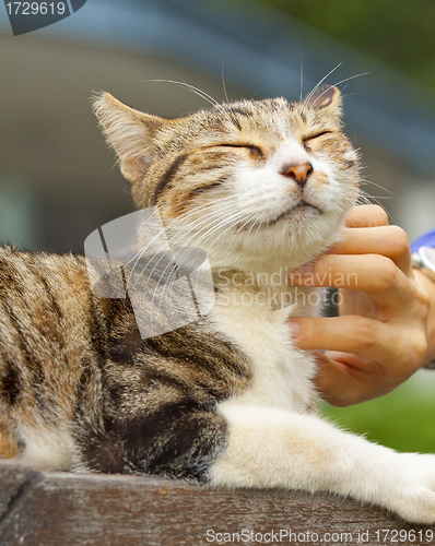 Image of Cat scratching by human hands, feel very relax.