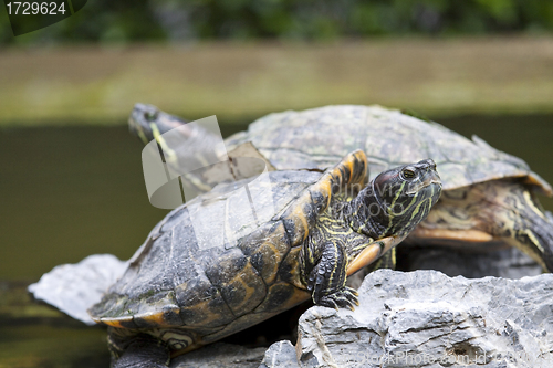 Image of Close-up of tortoises