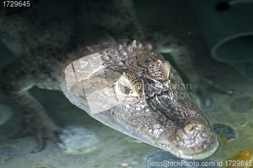 Image of Portrait of a crocodile