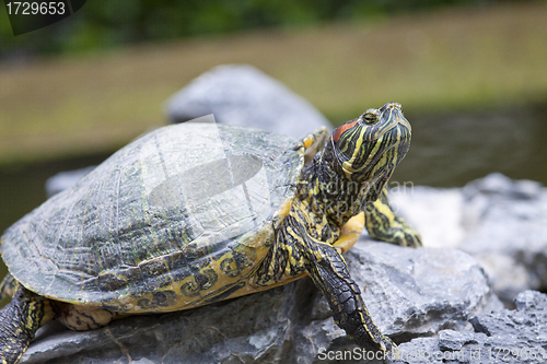 Image of Tortoise on stone taking rest