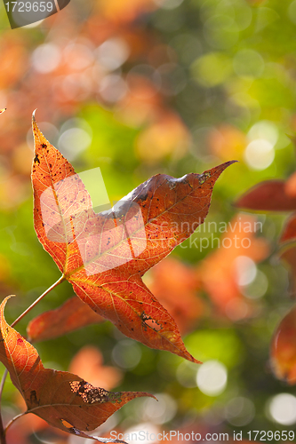 Image of Red leaves background 
