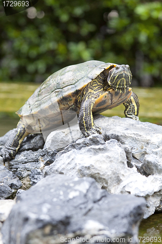 Image of Tortoise on stone