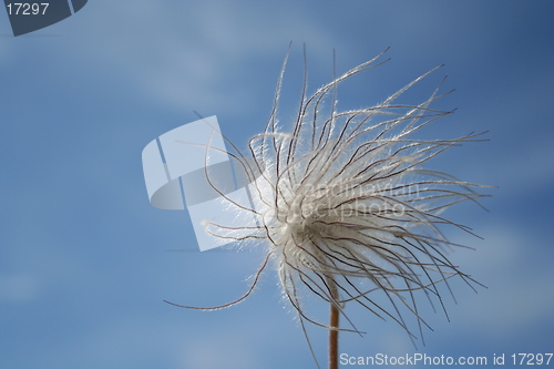 Image of Pulsatilla vulgaris