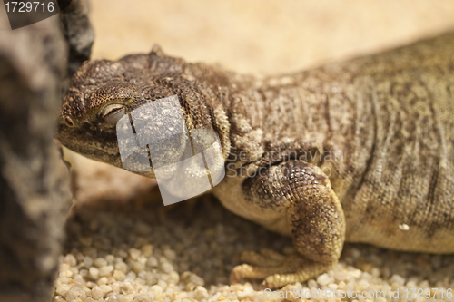 Image of Lizard on the sand