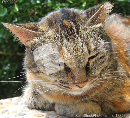 Image of Sleepy cat