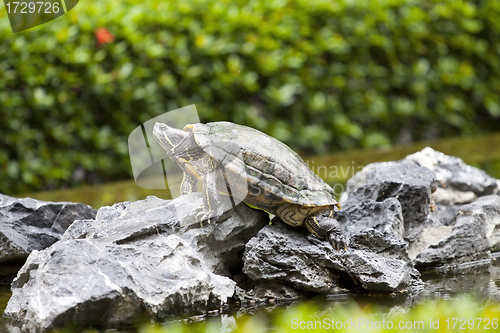 Image of Tortoise on stone