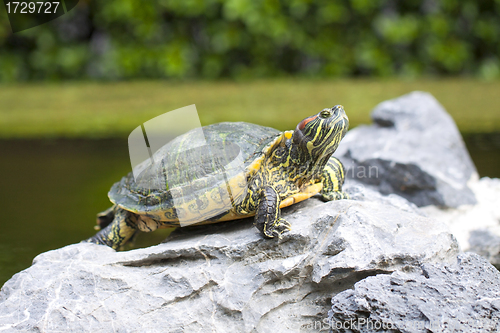 Image of Tortoise on stone