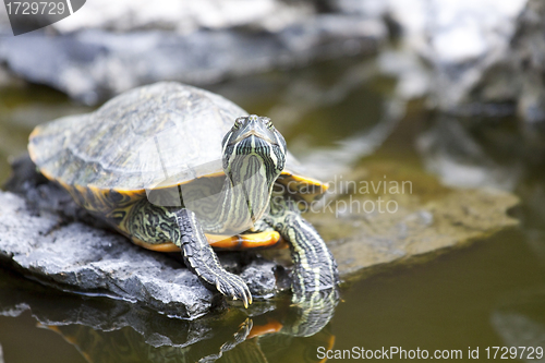 Image of Tortoise on stone