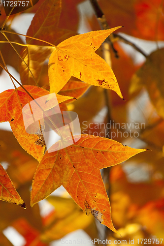 Image of Red leaves in autumn forest