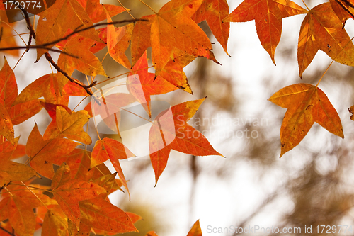 Image of Red leaves in autumn forest
