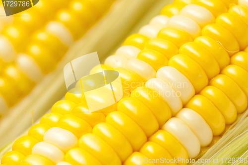 Image of Corn, close-up shot.