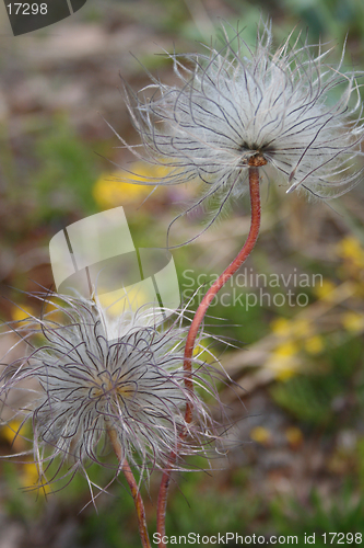 Image of Two seedheads