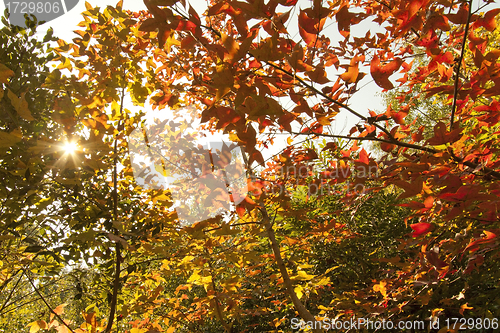 Image of Autumn leaves forest background