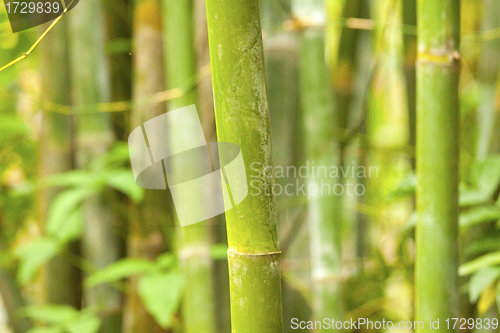 Image of A bamboo grove background