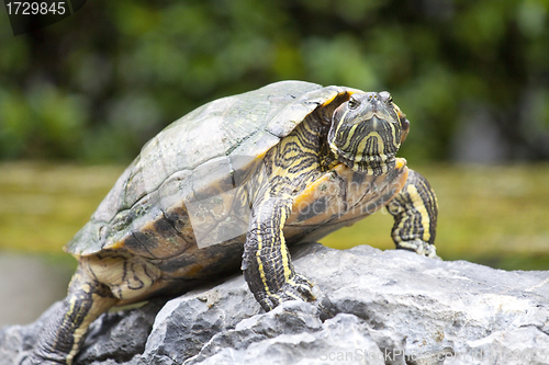 Image of Tortoise on stone waiting