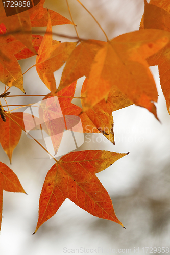 Image of Red leaves in autumn forest