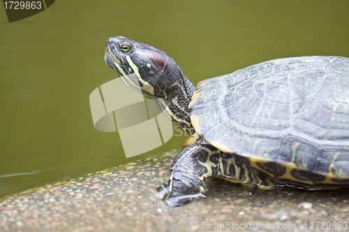 Image of Close-up of a tortoise