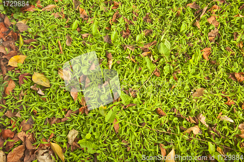 Image of Green glasses and fallen leaves background