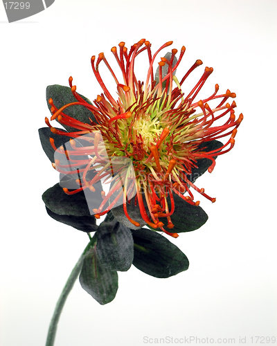 Image of Red Protea