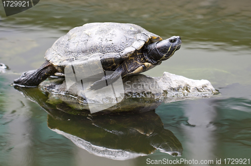 Image of Tortoise on stone