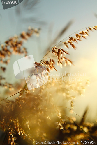 Image of Grasses at sunset time