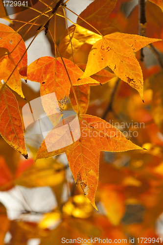 Image of Red leaves in autumn forest