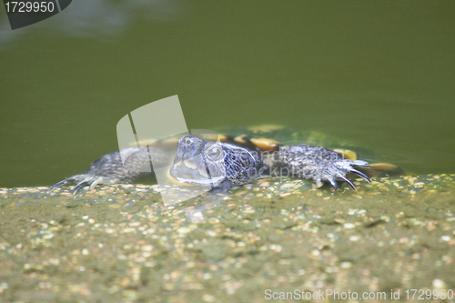 Image of Tortoise in water