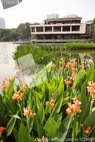 Image of Flowers in garden