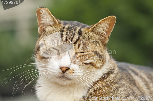 Image of Sleeping cat, close-up shot.