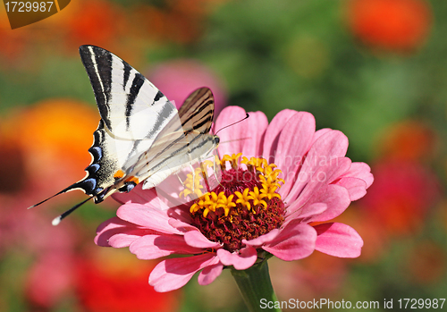 Image of butterfly on flower