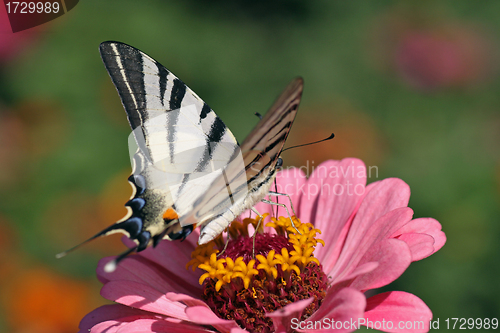 Image of butterfly  Scarce Swallowtail 