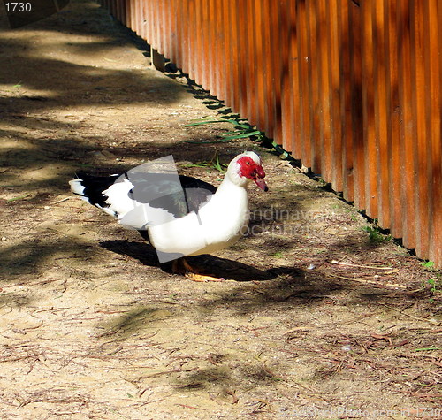 Image of Walking duck. Nicosia. Cyprus