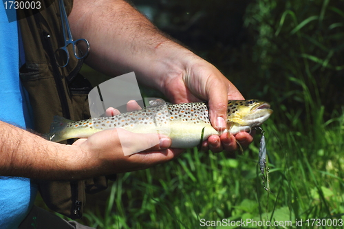 Image of beautiful trout